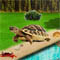 Talkative Tortoise